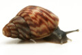 Achatina balteata infrafusca Congo juvenil 2,5cm